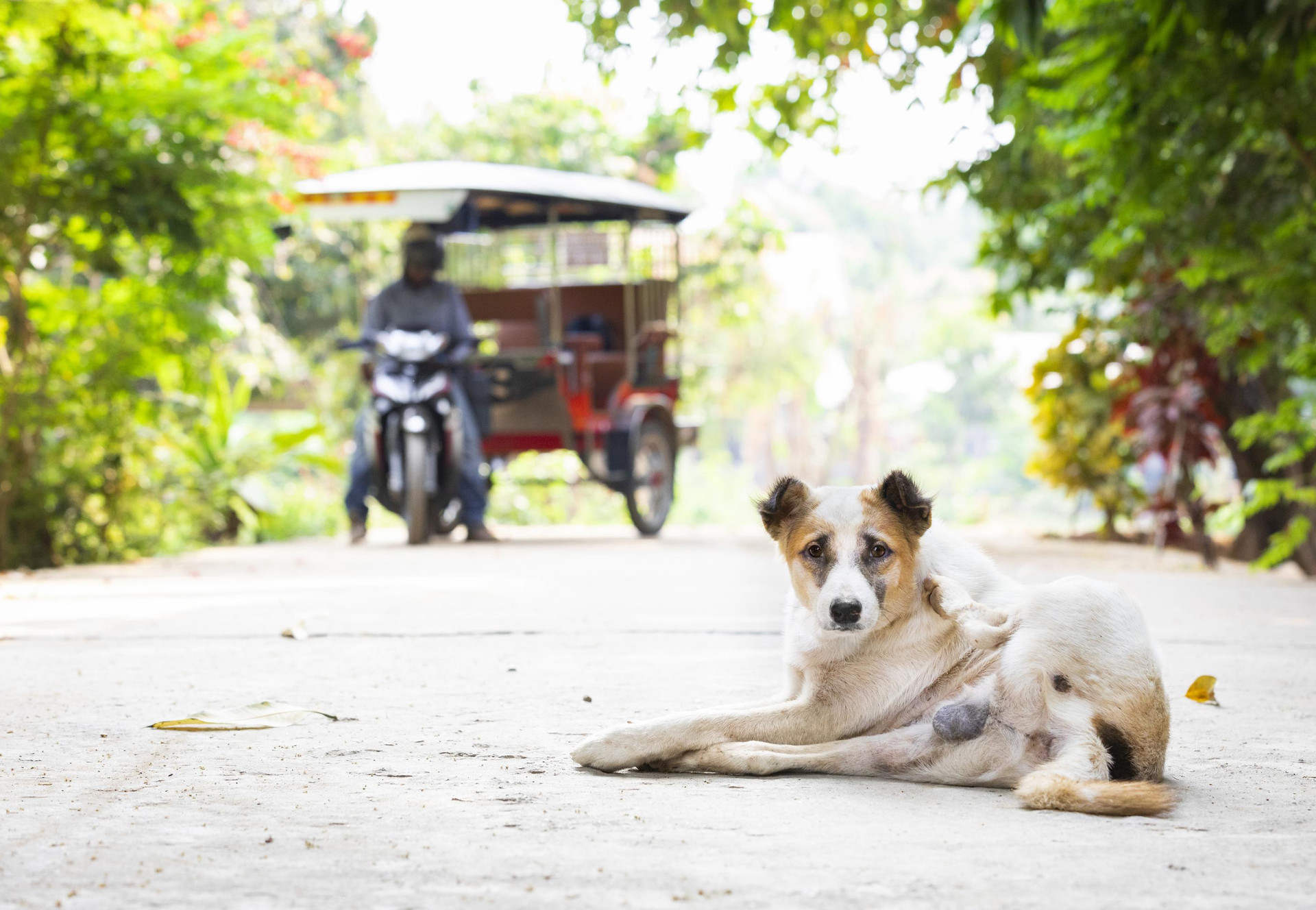 Rescue of Stray Animals in Southeast Asia - FOUR PAWS in US - Global Animal  Protection Organization
