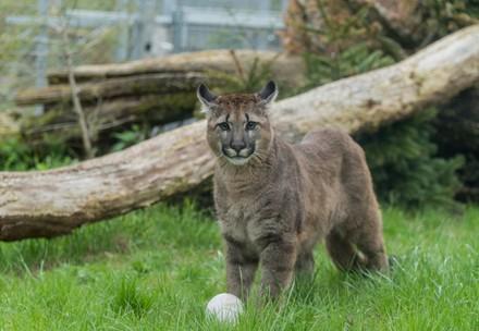 Puma in the enclosure