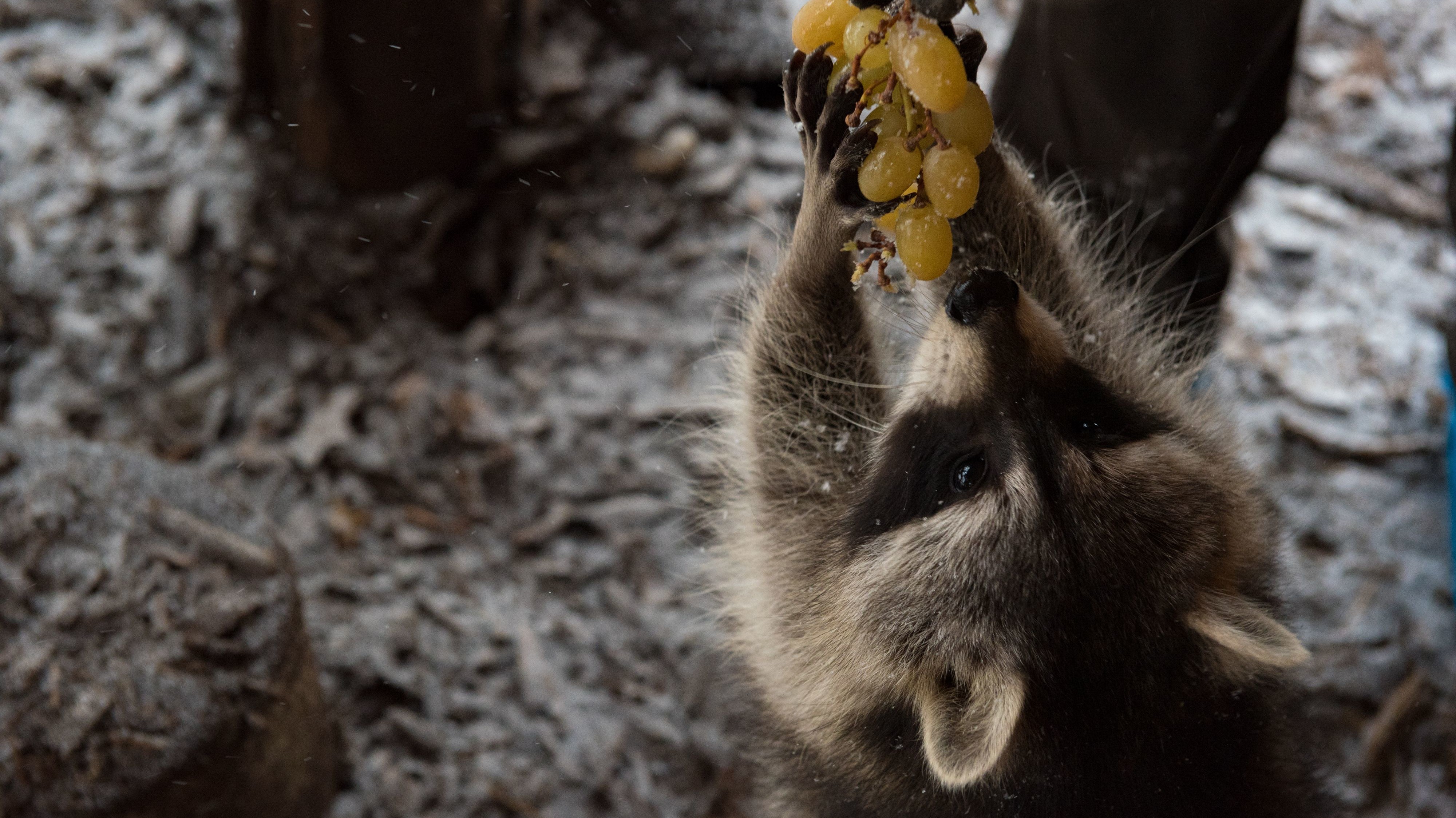 Hungry raccoon at TIERART