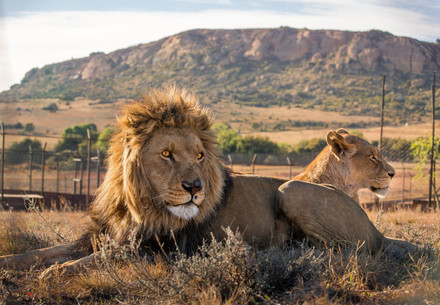 Lions in a sanctuary