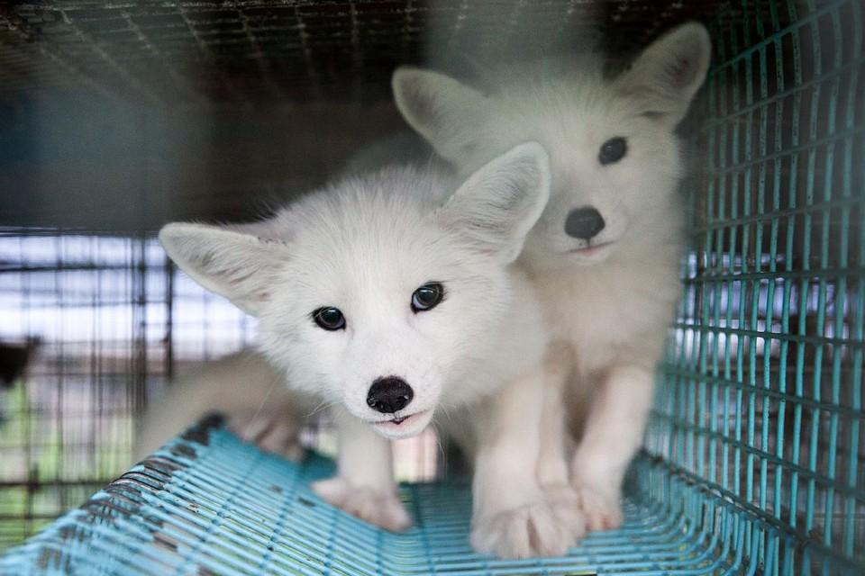 Foxes in fur farms 