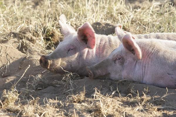 Schweine suhlen sich im sandigen Boden