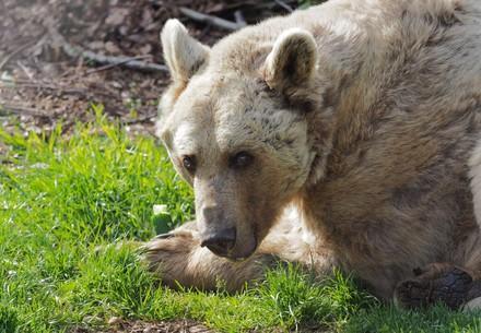 Bear Tom holds a cucumber in his paws, he is sitting in the green meadow