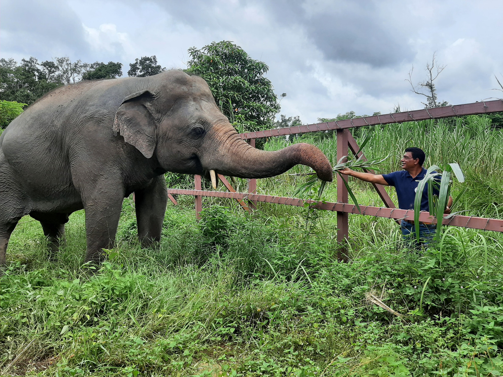 L'éléphant Kaavan