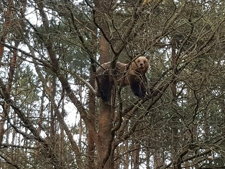 Bear Luna amongst treetops