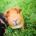 Guinea pig smiling