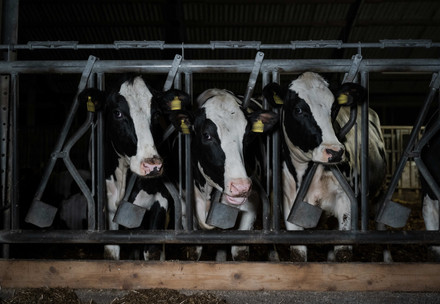 Dairy cows in factory farm