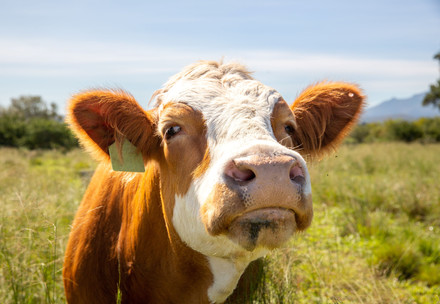 A brown and white cow