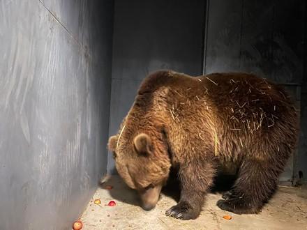 Bear transferred from White Rock in Kyiv to Domazhyr