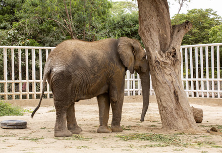 elephant in need