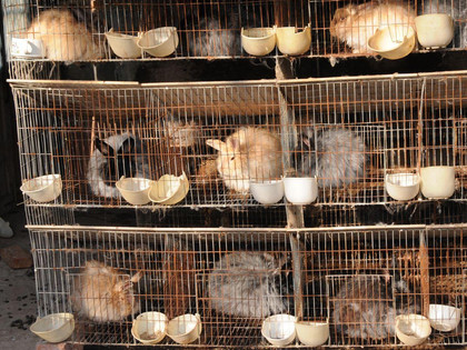 Angora rabbits in a cage