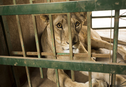 A young lion in a cage