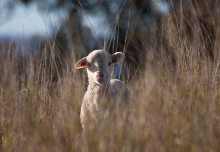 Tiny lamb in field