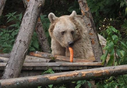 Bär Jerry nimmt sich die Karotte vor.