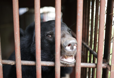 Asiatic black bear Soi in a tiny cage in Vietnam