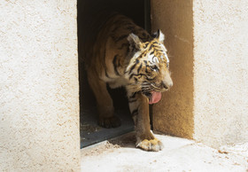 Tigers from Illegal Breeding Farm Settle in at New Home in Jordan