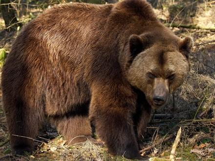 Brown bear Lothar