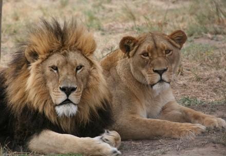 Un lion et une lionne à LIONSROCK