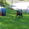 Lola, eine schwarze Hünden läuft mit einem Spielzeug in der Schnauze auf der Wiese.