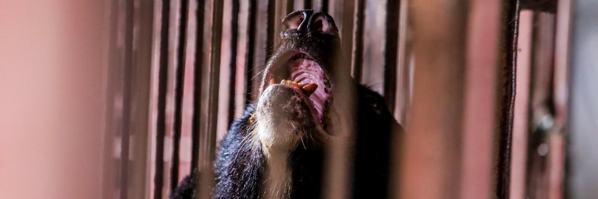 Ours au Vietnam-Exploités pour leur bile
