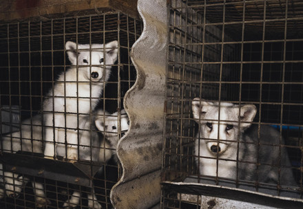 Arctic foxes on a fur farm in Jarosty Poland