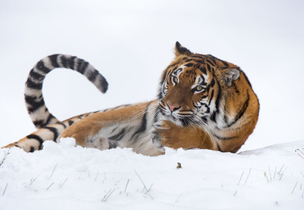 Tigerin Cara im Schnee
