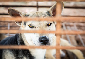 Bericht über den Hundefleischkonsum in Kambodscha