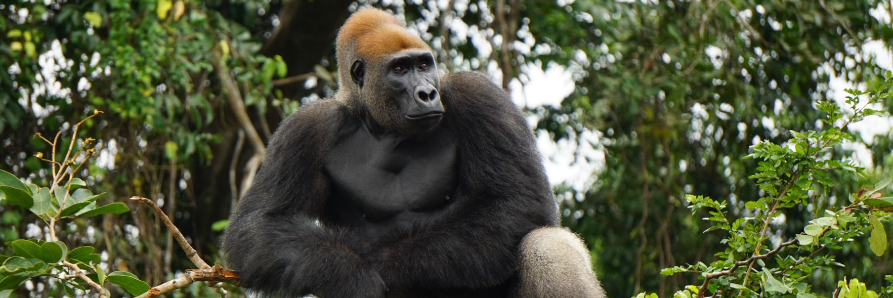 Male gorilla in a tree