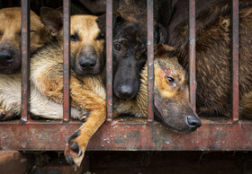 Hundefleisch-Festival findet trotz neuer Verordnung, die Hunde schützt, in China statt 