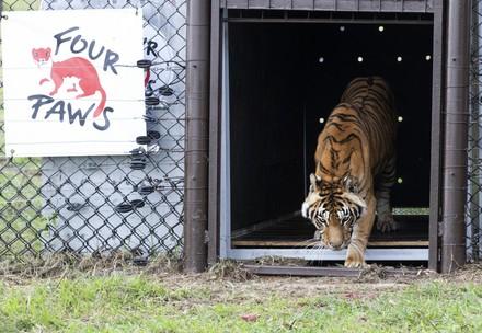 Geretteter Tiger verlässt den Transportkäfig