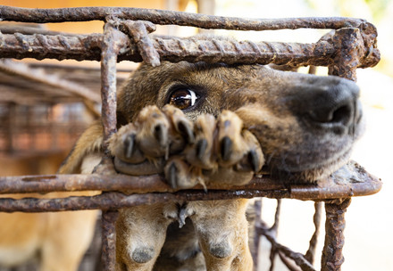 A brown dog sticking his nose and front paws through the bars of a rusted metal cage