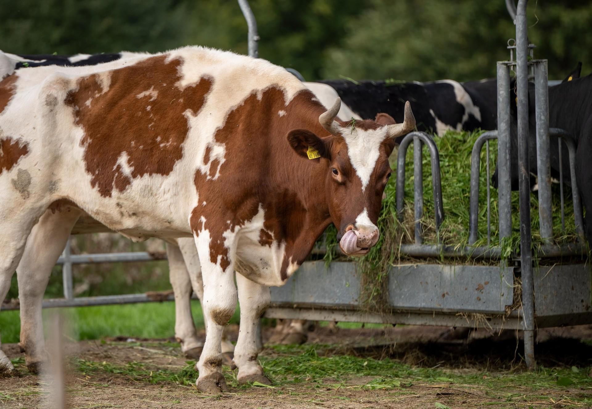 NGOs Urge the EU Parliament to Vote Down Report on on-farm Animal Welfare -  FOUR PAWS International - Animal Welfare Organisation