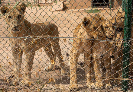 Starving lions in Sudan
