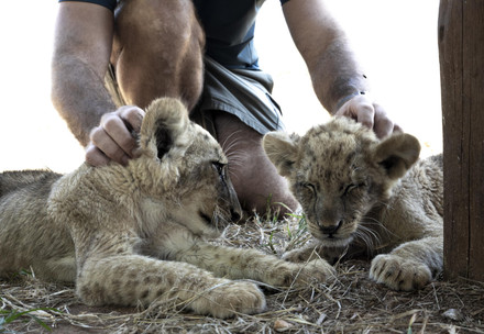 Two lion cubs being stroked by guest