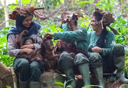 The Penjaga and Pengasuh - The Orangutan Guardians