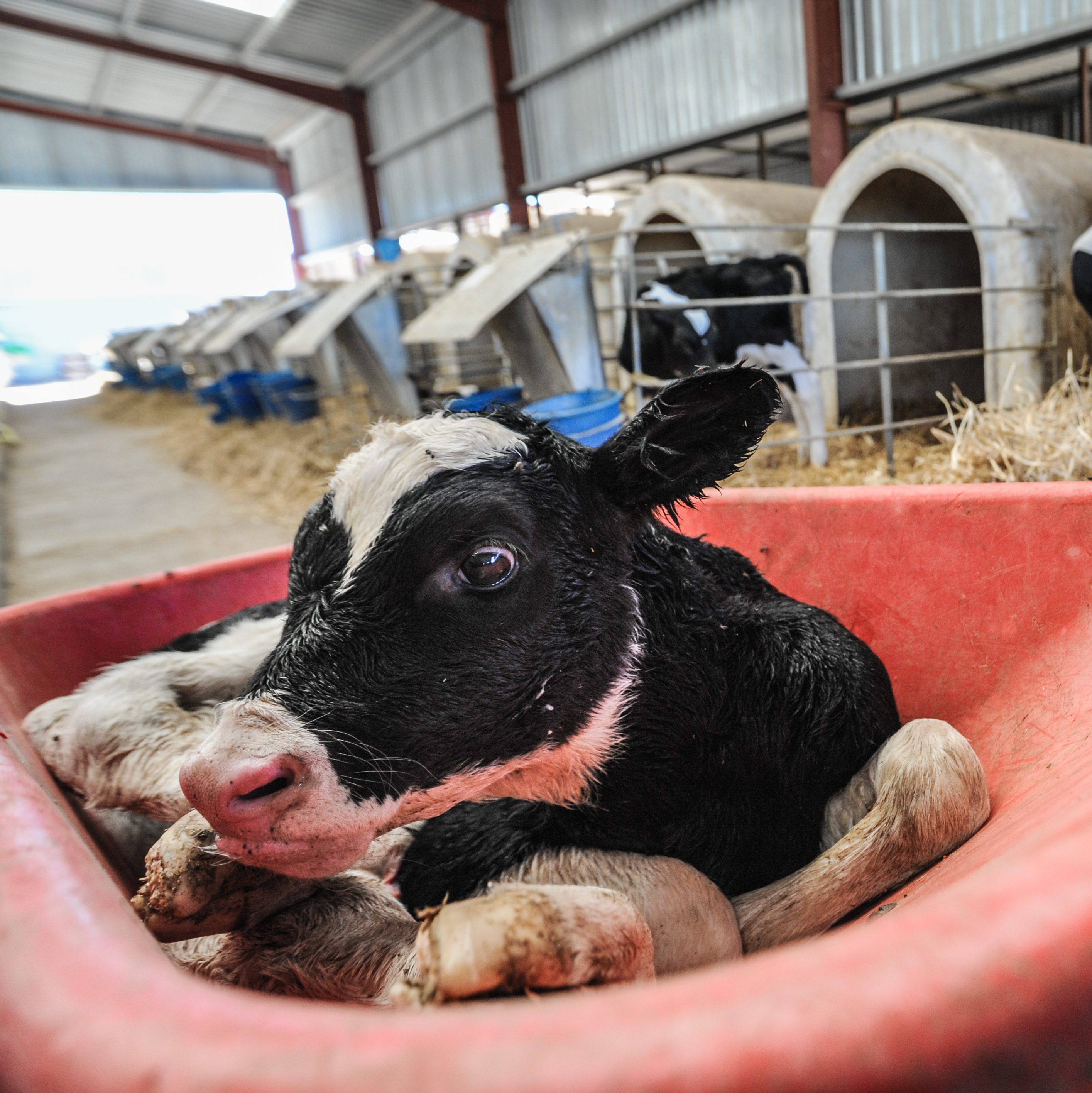 Newborn calf wheeled away from her mother to the veal crates at a dairy farm
