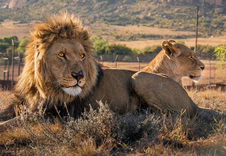 Lions Juba & Micca at LIONSROCK