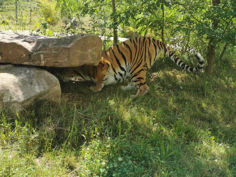 Tigerin Cara sucht nach Futter