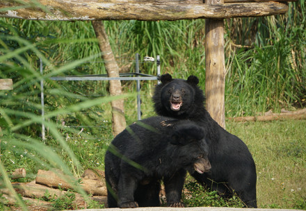 Asiatic black bears at BEAR SANCTUARY Ninh Binh