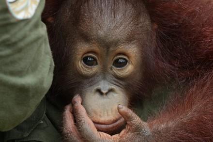 Orangutan Gonda