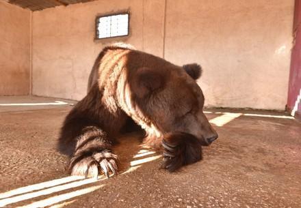 a bear lays on the dirt floor at a zoo in lebanon