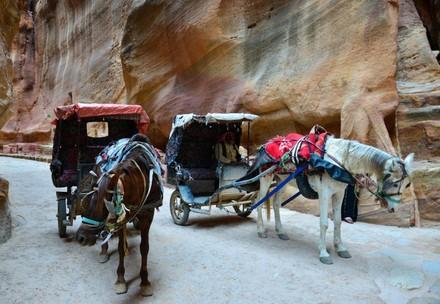 QUATRE PATTES Aide les chevaux utilisés pour transporter les touristes à petra