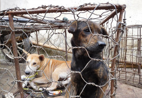 Handel mit Hundefleisch in Indonesien