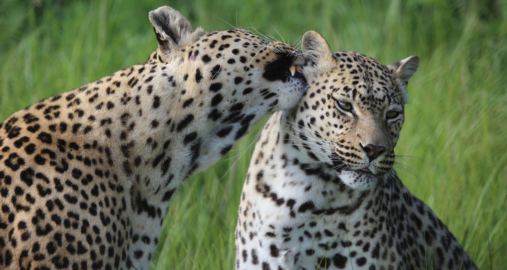 Küssende Geparden