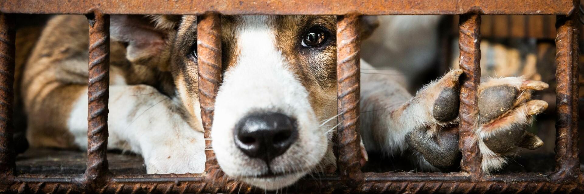 Dog looking through cage in the dog meat trade