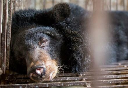 Bären in einem Käfig in Vietnam, wenig Platz und rostig
