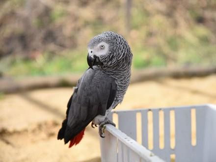 Parrot on bin