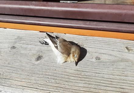 Toter Vogel nach Glasanprall