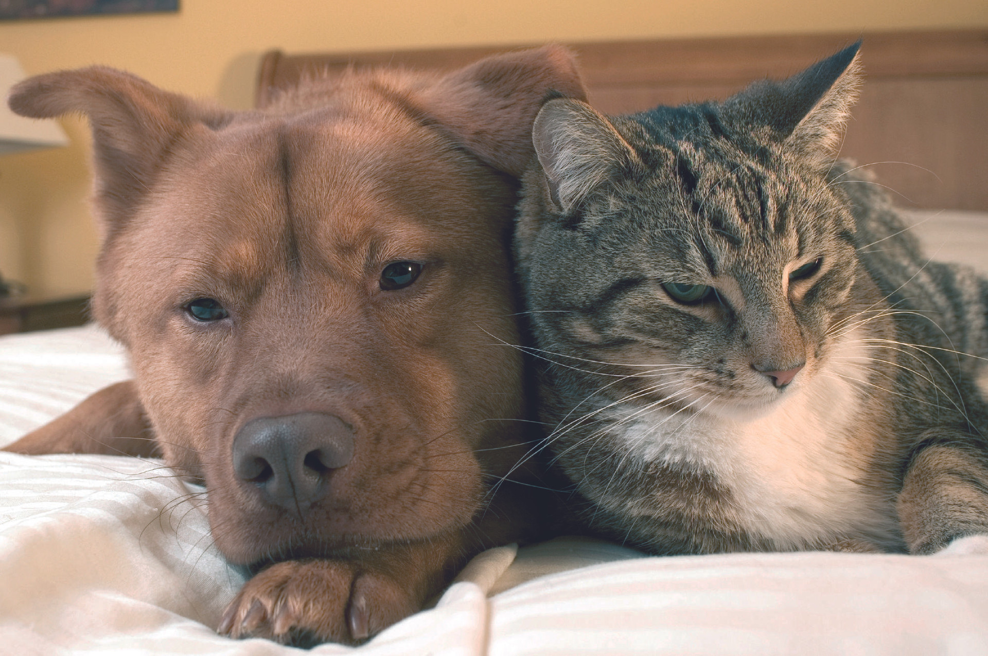 Dog and cat relaxing together on a bed