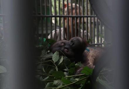 VIER PFOTEN Primatologin Signe Preuschoft hat Orang-Utan Robin nach der Operation gut unter Beobachtung (c) surgery of orang-utan Robin (c) Jejak Pulang | VIER PFOTEN | Agustina DS
